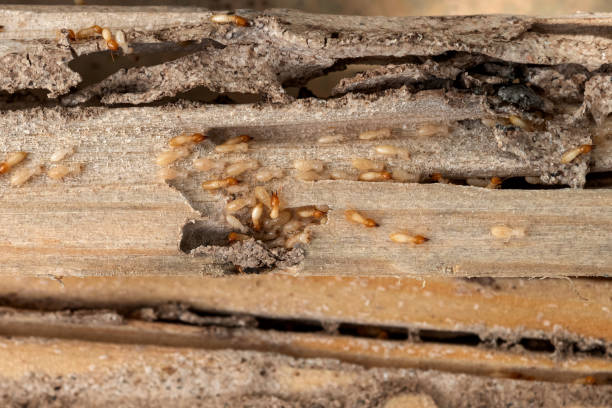 Best Cockroach Control Services  in Millington, NJ